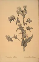 Picture 216 of 960 from Les liliacées (1805), leaf 111
