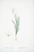 Picture 217 of 960 from Les liliacées (1805), leaf 112