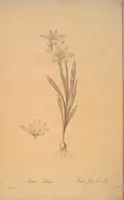 Picture 218 of 960 from Les liliacées (1805), leaf 112