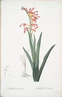 Picture 219 of 960 from Les liliacées (1805), leaf 113