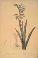 Picture 220 of 960 from Les liliacées (1805), leaf 113