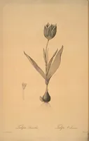 Picture 221 of 960 from Les liliacées (1805), leaf 114