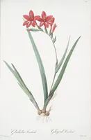 Picture 223 of 960 from Les liliacées (1805), leaf 115