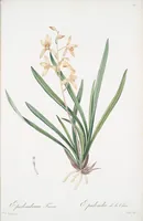 Picture 225 of 960 from Les liliacées (1805), leaf 116