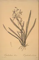 Picture 226 of 960 from Les liliacées (1805), leaf 116