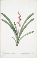 Picture 227 of 960 from Les liliacées (1805), leaf 117