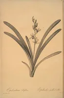 Picture 228 of 960 from Les liliacées (1805), leaf 117