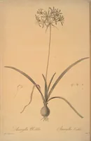 Picture 229 of 960 from Les liliacées (1805), leaf 118