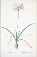 Picture 230 of 960 from Les liliacées (1805), leaf 118