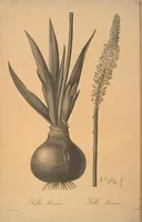 Picture 231 of 960 from Les liliacées (1805), leaf 119