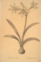 Picture 20 of 960 from Les liliacées (1805), leaf 12