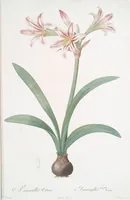 Picture 21 of 960 from Les liliacées (1805), leaf 12