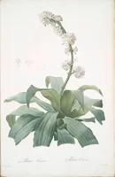 Picture 233 of 960 from Les liliacées (1805), leaf 120