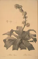 Picture 234 of 960 from Les liliacées (1805), leaf 120