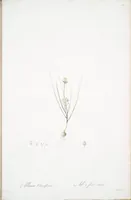 Picture 235 of 960 from Les liliacées (1805), leaf 121