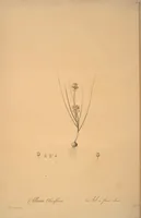 Picture 236 of 960 from Les liliacées (1805), leaf 121