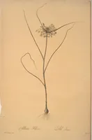 Picture 237 of 960 from Les liliacées (1805), leaf 122