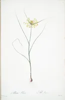 Picture 238 of 960 from Les liliacées (1805), leaf 122