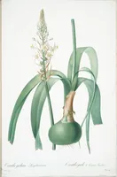 Picture 239 of 960 from Les liliacées (1805), leaf 123