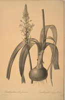 Picture 240 of 960 from Les liliacées (1805), leaf 123