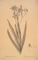 Picture 242 of 960 from Les liliacées (1805), leaf 125