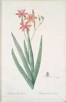 Picture 243 of 960 from Les liliacées (1805), leaf 125