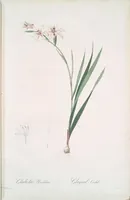 Picture 244 of 960 from Les liliacées (1805), leaf 126