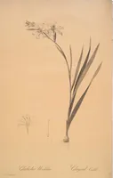 Picture 245 of 960 from Les liliacées (1805), leaf 126