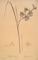 Picture 246 of 960 from Les liliacées (1805), leaf 127