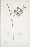 Picture 247 of 960 from Les liliacées (1805), leaf 127