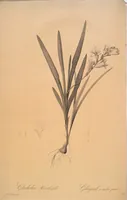 Picture 248 of 960 from Les liliacées (1805), leaf 128