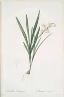 Picture 249 of 960 from Les liliacées (1805), leaf 128