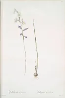Picture 250 of 960 from Les liliacées (1805), leaf 129