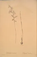 Picture 251 of 960 from Les liliacées (1805), leaf 129