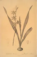 Picture 22 of 960 from Les liliacées (1805), leaf 13