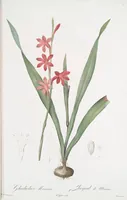 Picture 23 of 960 from Les liliacées (1805), leaf 13