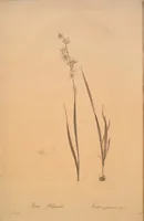 An illustration from Les liliacées (1805)