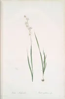 Picture 253 of 960 from Les liliacées (1805), leaf 130