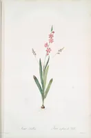 Picture 254 of 960 from Les liliacées (1805), leaf 131