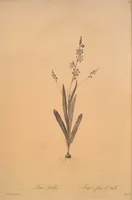 Picture 255 of 960 from Les liliacées (1805), leaf 131