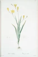 Picture 256 of 960 from Les liliacées (1805), leaf 132