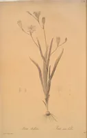 Picture 257 of 960 from Les liliacées (1805), leaf 132