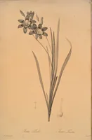 Picture 258 of 960 from Les liliacées (1805), leaf 133