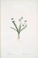 Picture 259 of 960 from Les liliacées (1805), leaf 134