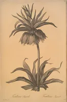 Picture 261 of 960 from Les liliacées (1805), leaf 135