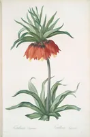 Picture 262 of 960 from Les liliacées (1805), leaf 135