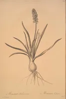 Picture 263 of 960 from Les liliacées (1805), leaf 136
