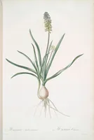Picture 264 of 960 from Les liliacées (1805), leaf 136