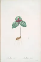Picture 265 of 960 from Les liliacées (1805), leaf 137