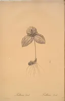 Picture 266 of 960 from Les liliacées (1805), leaf 137